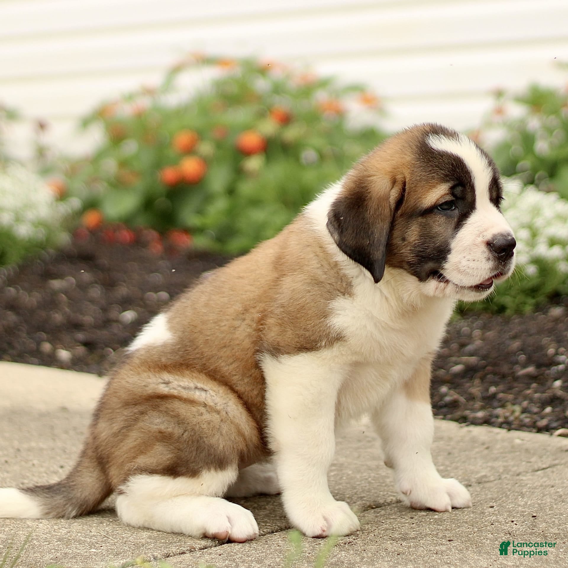 St Bernard Cross Great Dane Great Dane Saint Bernard Mix Puppy Great Dane  Saint Bernard, image size:1920x1920