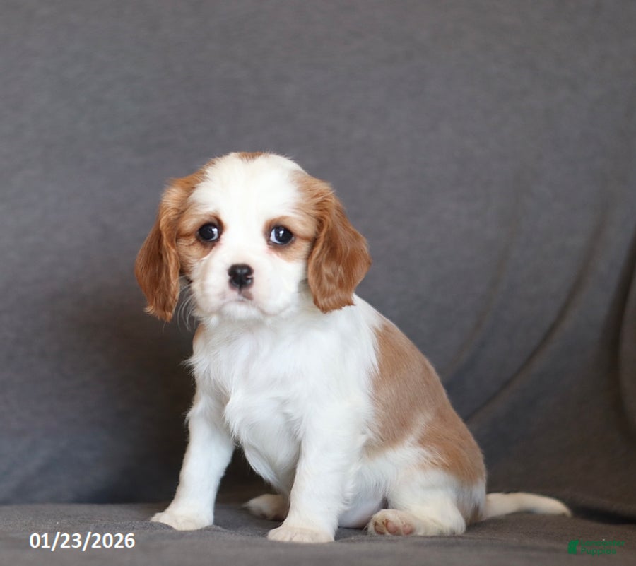 Cavalier King Charles Spaniel dogs Ivy - Ad 12