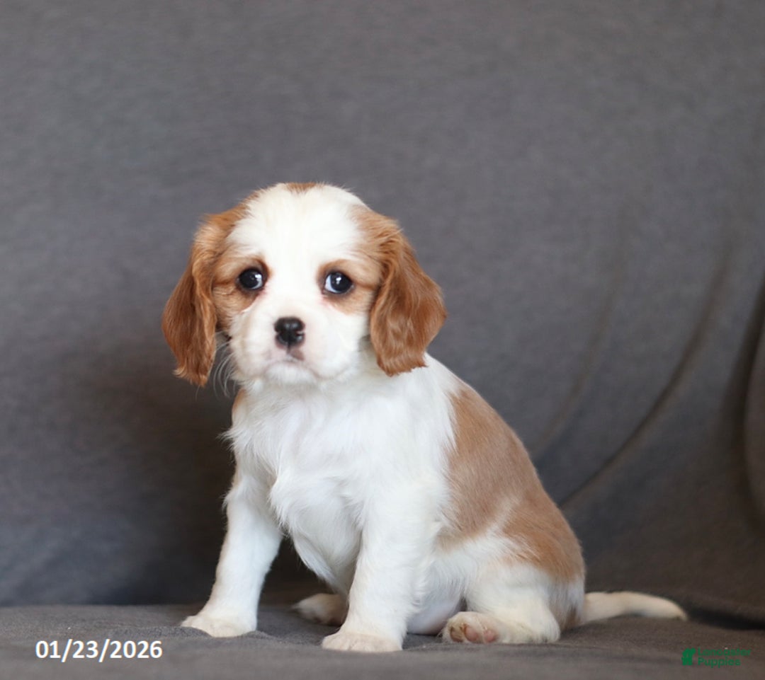 Cavalier King Charles Spaniel dogs for sale: Ivy - Ad 3
