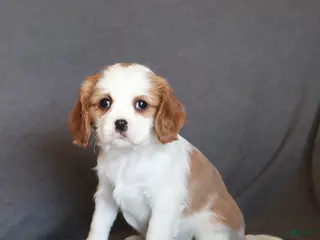 Cavalier King Charles Spaniel dogs Ivy - Ad 8