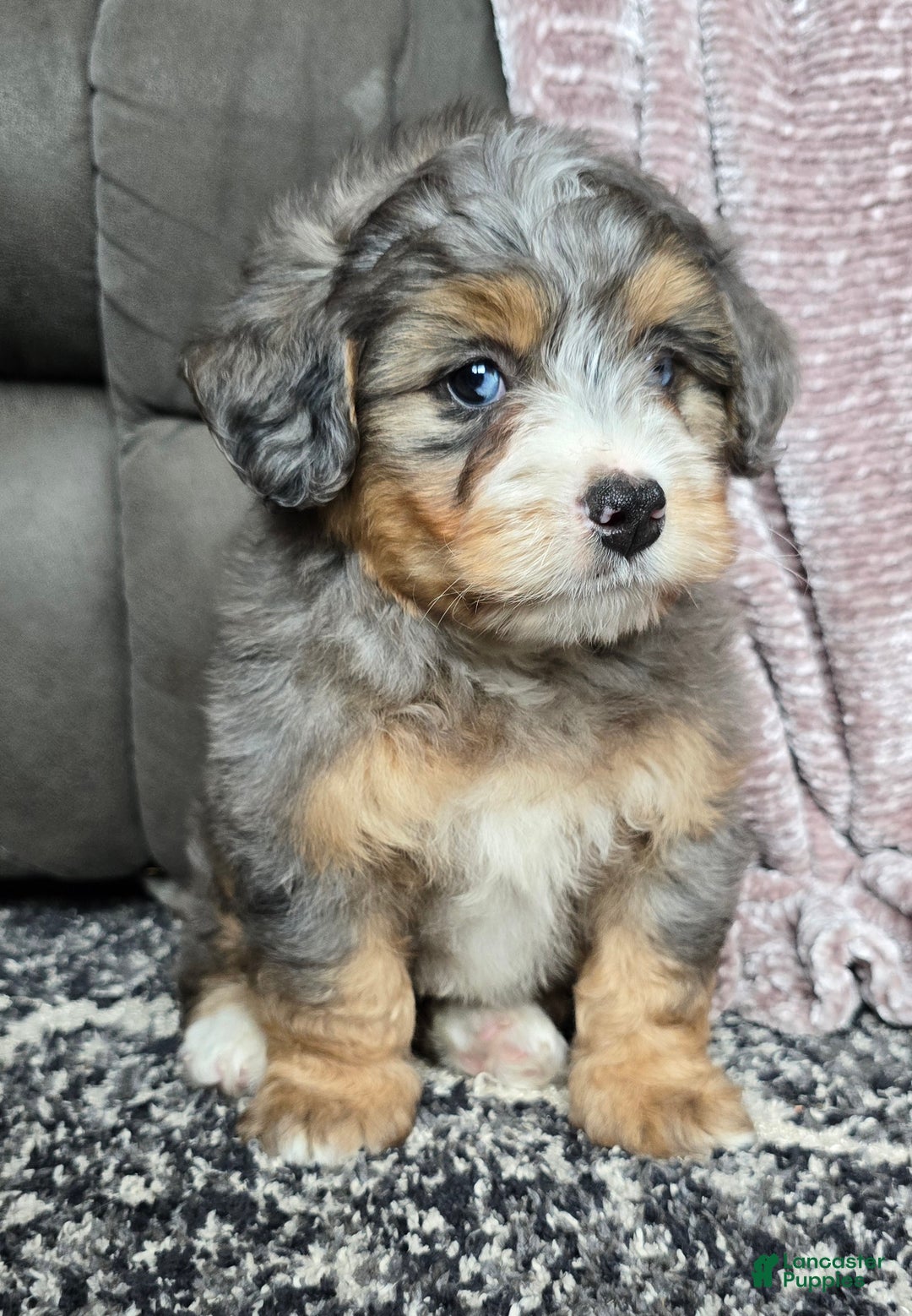 Mini Bernedoodle dogs for sale: Mini Watts - Ad 31