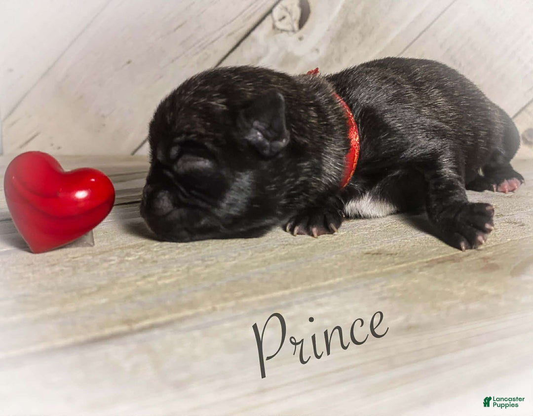 Pug dogs for sale: Prince - Ad 1