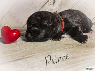 Pug dogs Prince - Ad 41