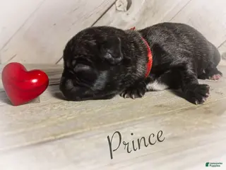 Pug dogs Prince - Ad 31
