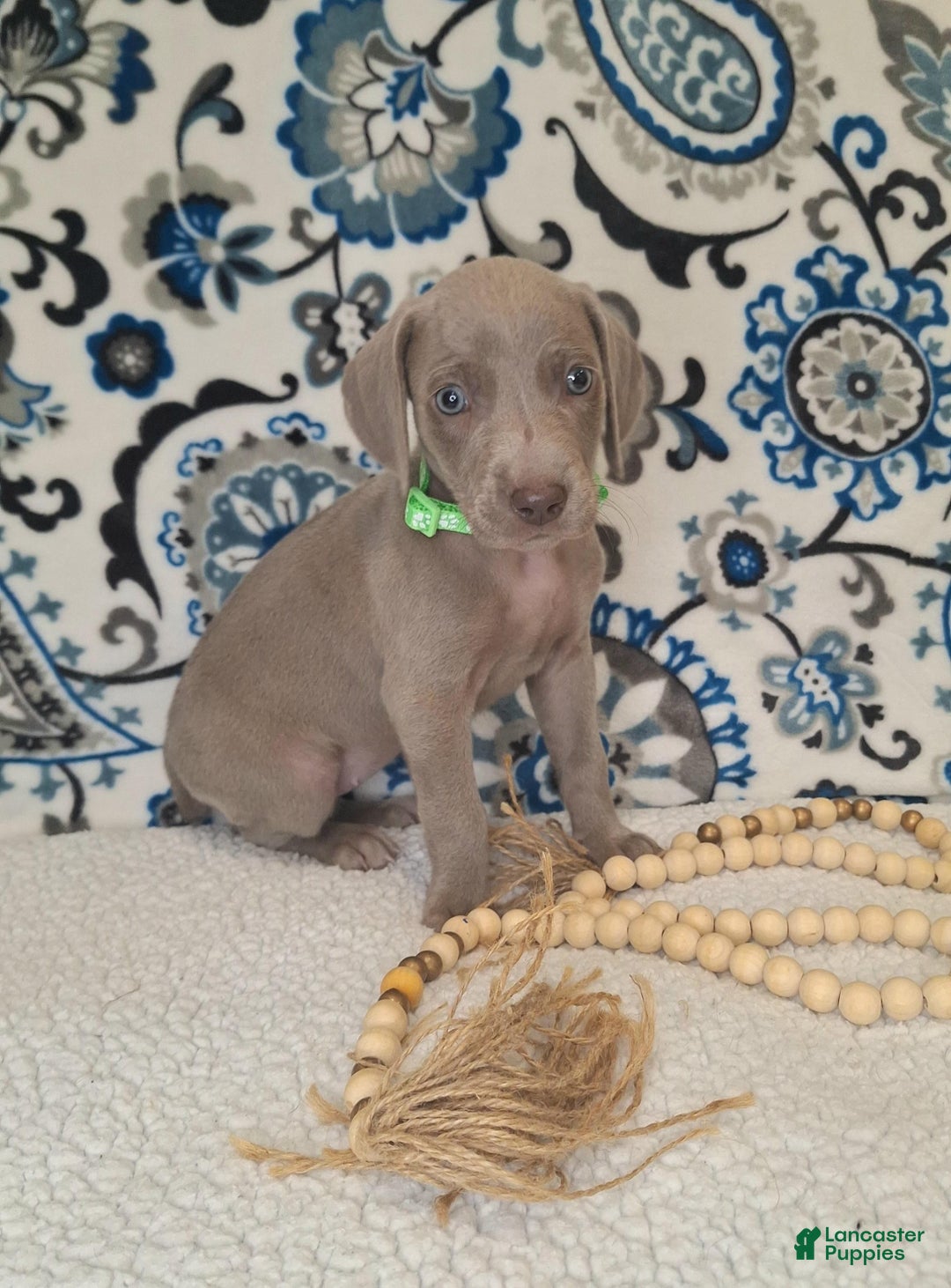 Weimaraner dogs for sale: Diamond - Ad 7