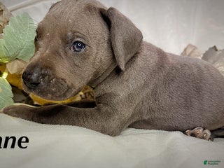 Great Dane dogs - Ad 7