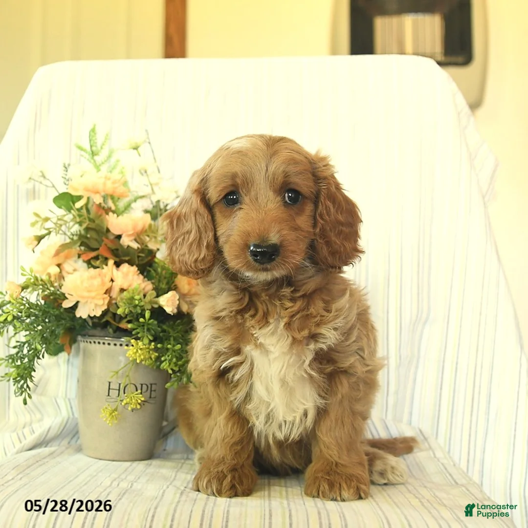 Mini Goldendoodle dogs for sale: Indigo  - Ad 3