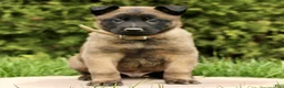 Belgian Malinois dogs for sale: Shylock  - Ad 3