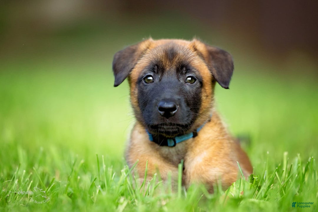 Gallery Image {{count}}