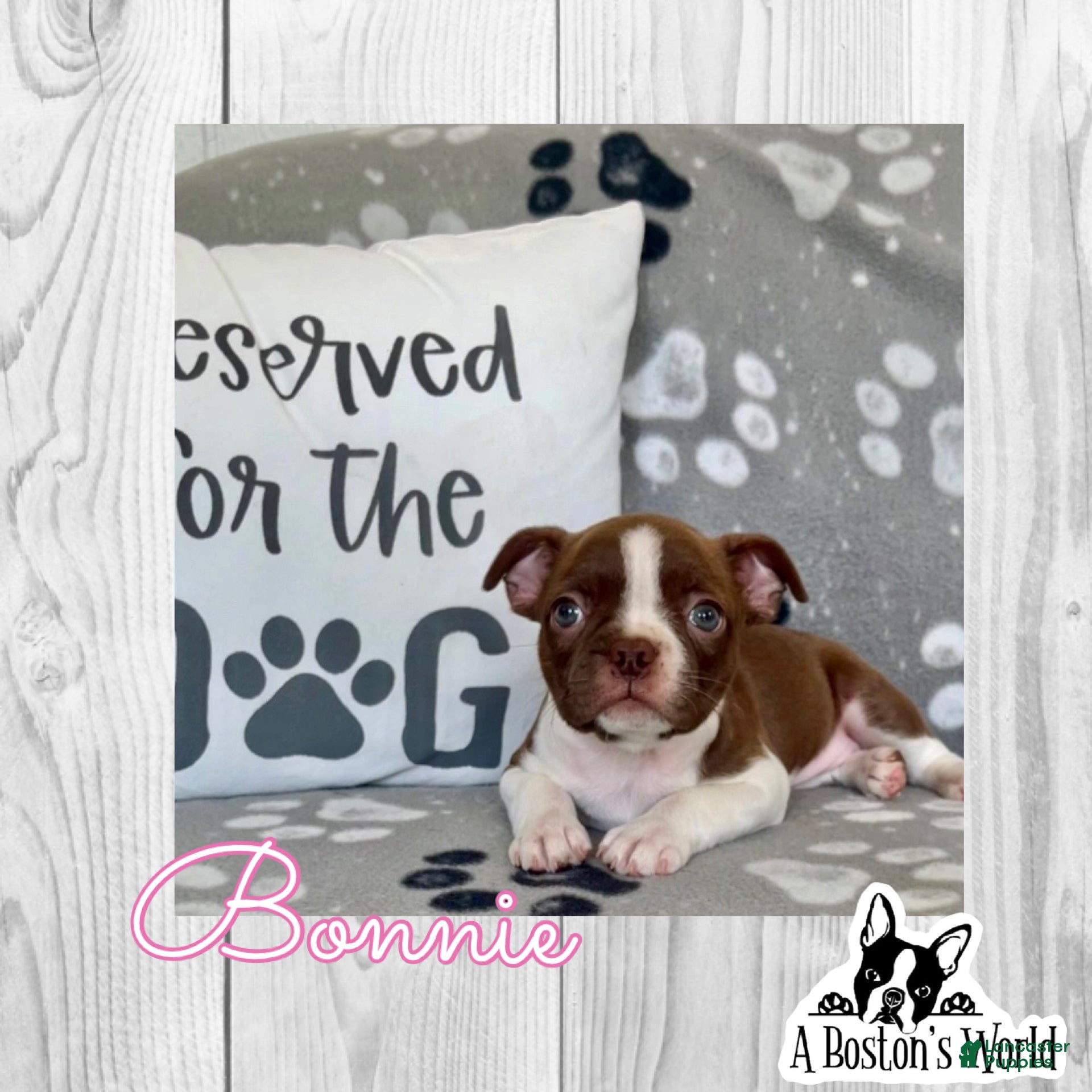 Boston Terrier dogs Bonnie  - Ad 29