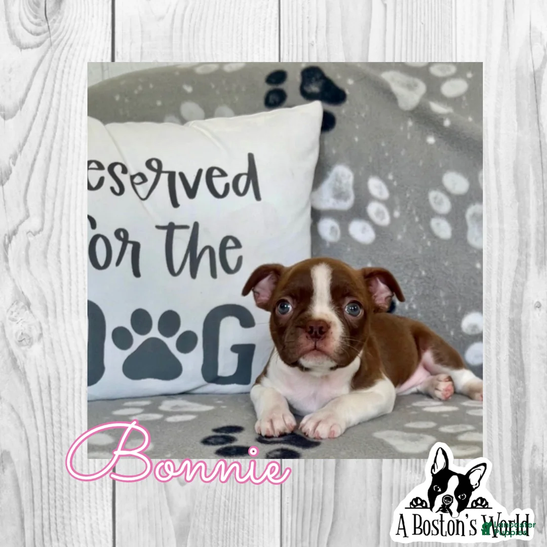 Boston Terrier dogs for sale: Bonnie  - Ad 1