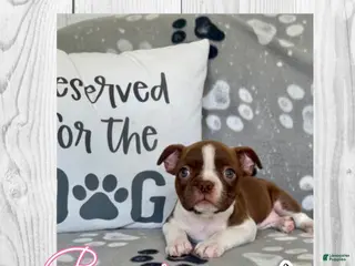 Boston Terrier dogs Bonnie - Ad 29