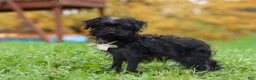 Yorkiepoo dogs for sale: Ricky - Ad 7