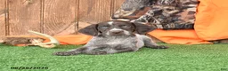 German Shorthaired Pointer dogs for sale: Sasha - Ad 4