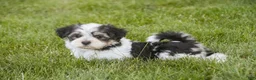 Havanese dogs for sale: Francesca - Ad 8