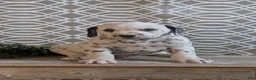 Dalmatian dogs for sale: Teddy - Ad 7