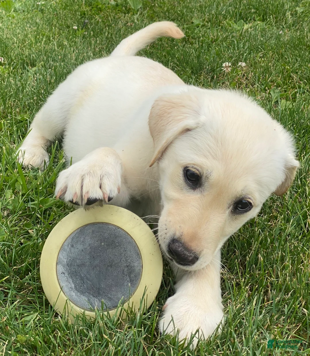 Mixed Breed dogs for sale: Mixed Breed 5 - Ad 1