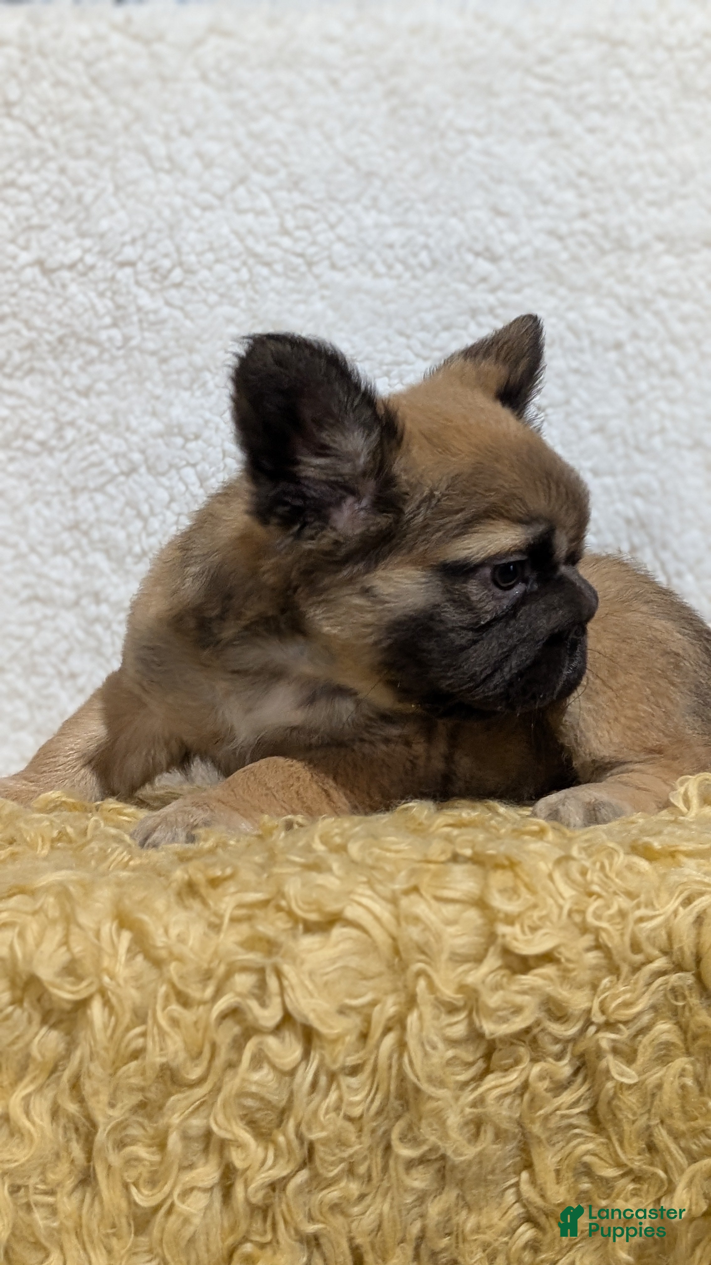 French Bulldog dogs Olive - Ad 2