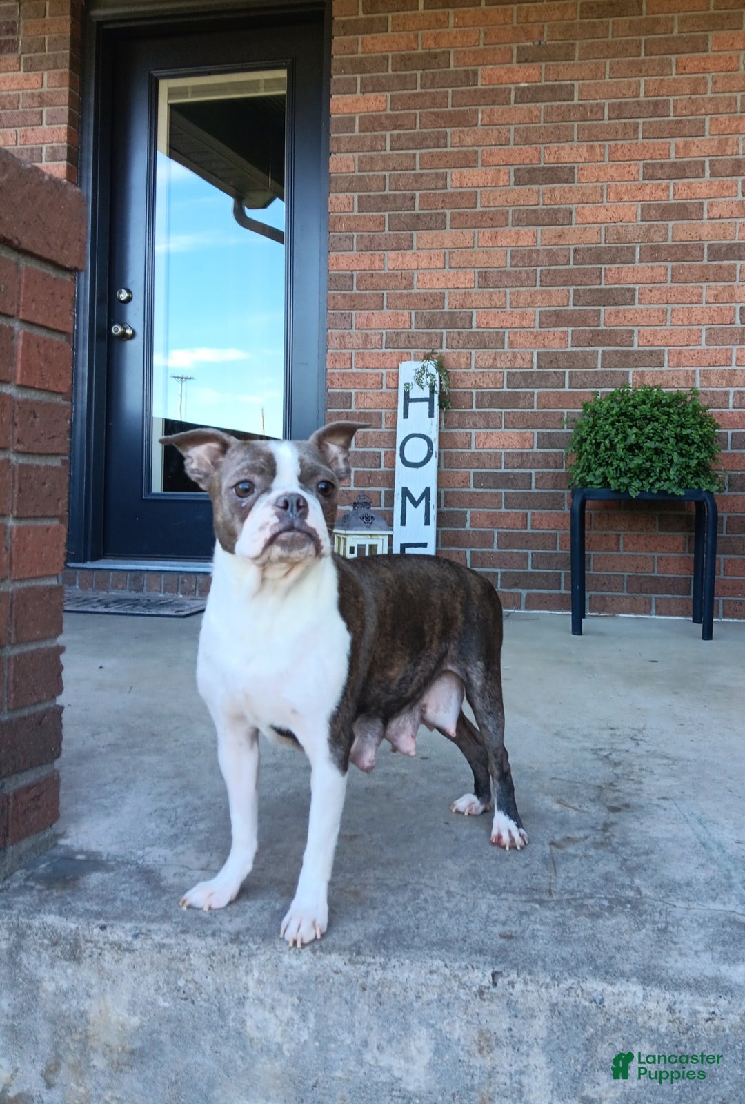 Boston Terrier dogs for sale: Wes - Ad 8