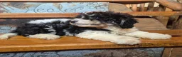 Cavapoochon dogs for sale: Cavapoochon 1 - Ad 2
