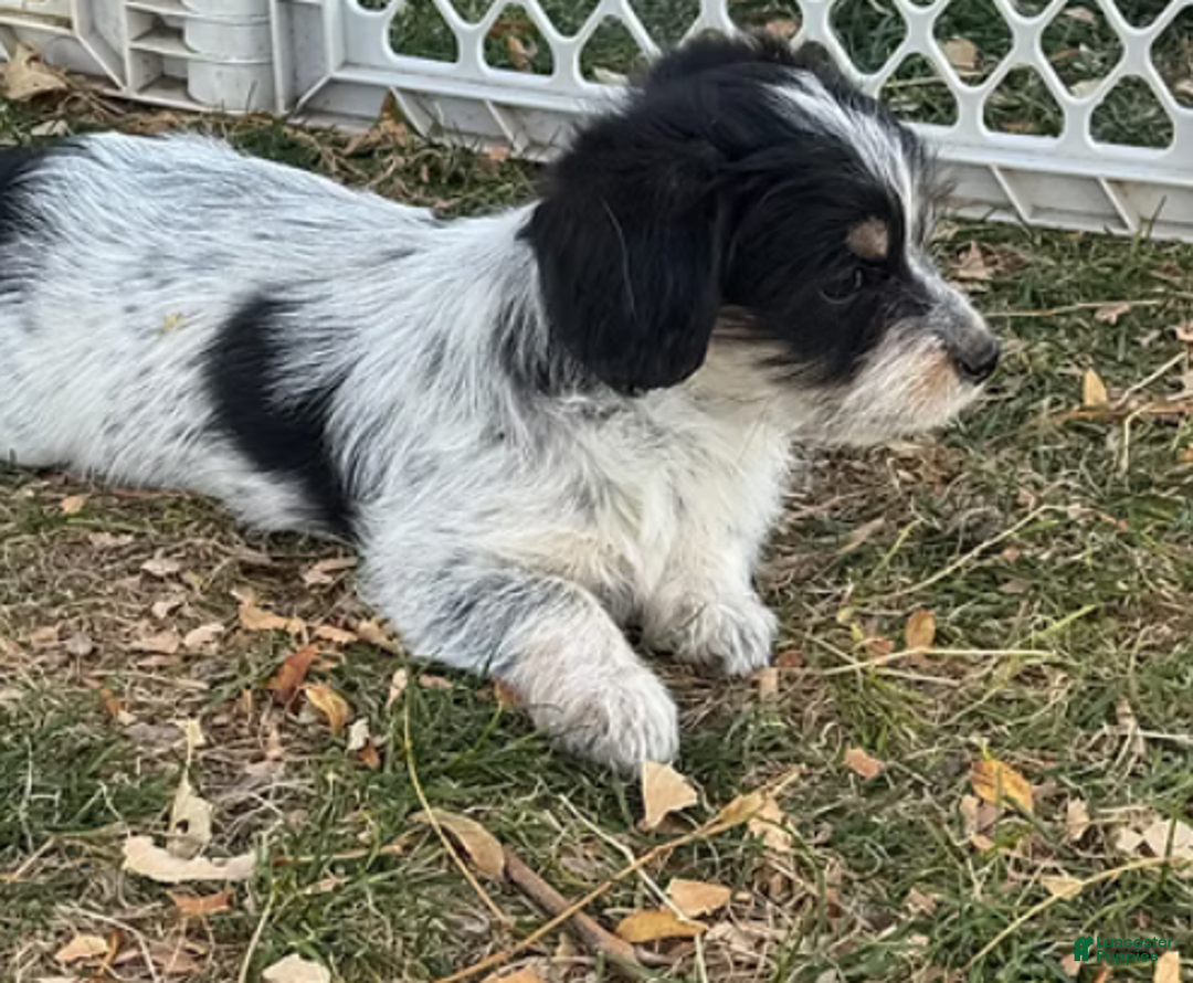 Corgipoo dogs for sale: Daisy - Ad 5