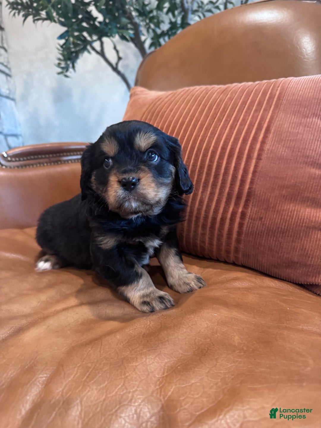 Mixed Breed dogs for sale: Mixed Breed Puppy 3 - Ad 1
