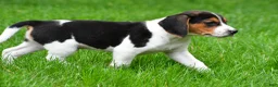Beagle dogs for sale: Bo - Ad 9
