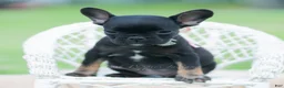 French Bulldog dogs for sale: Sweet Pepper - Ad 5
