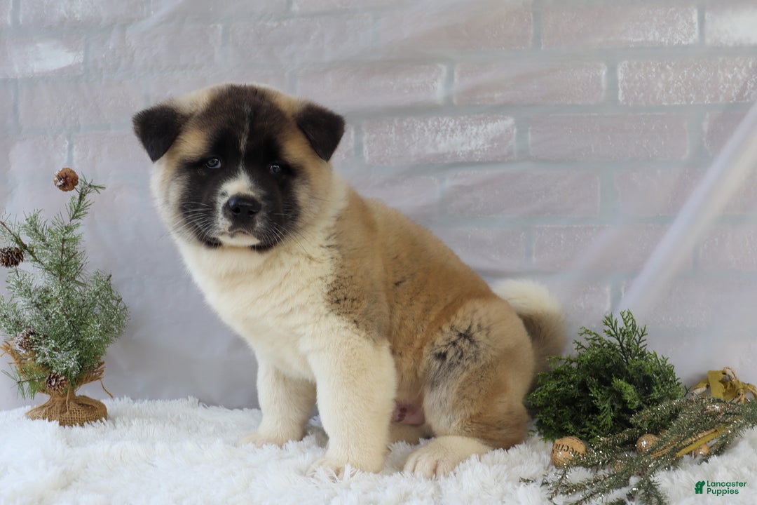 Akita dogs for sale: Trevor - Ad 31