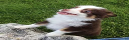 Toy Australian Shepherd dogs for sale: Copper red-tri 1 blue eye/ 1 hazel eye - Ad 1
