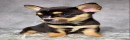Mixed Breed dogs for sale: Miss Sadie  - Ad 4