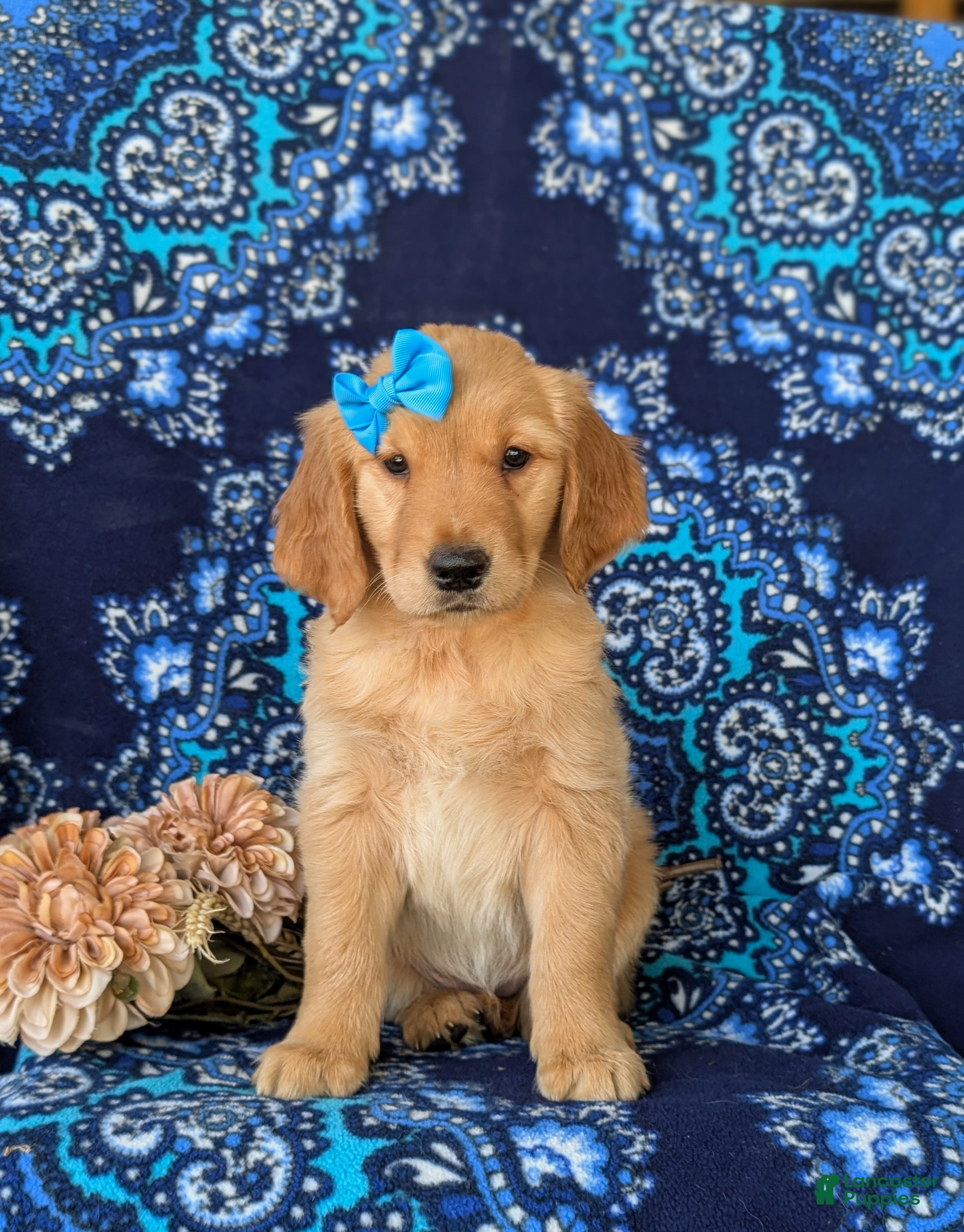 Golden Retriever dogs Cami - Ad 2