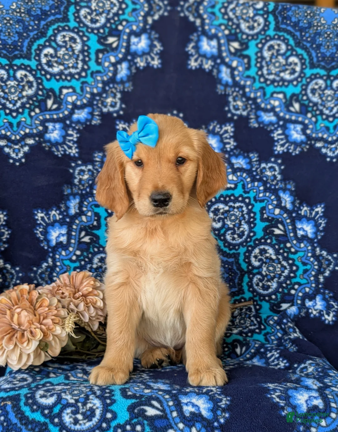 Golden Retriever dogs for sale: Cami - Ad 2