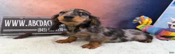 Miniature Dachshund dogs for sale: Polish/Russian Dapple AKC - Ad 7