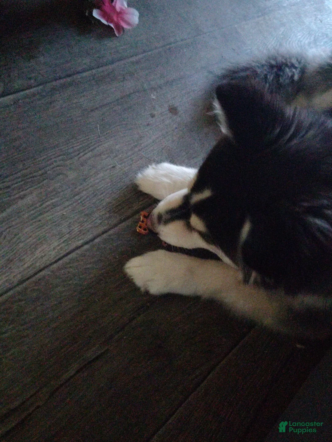 Pomsky dogs for sale: Pomsky 1 - Ad 4