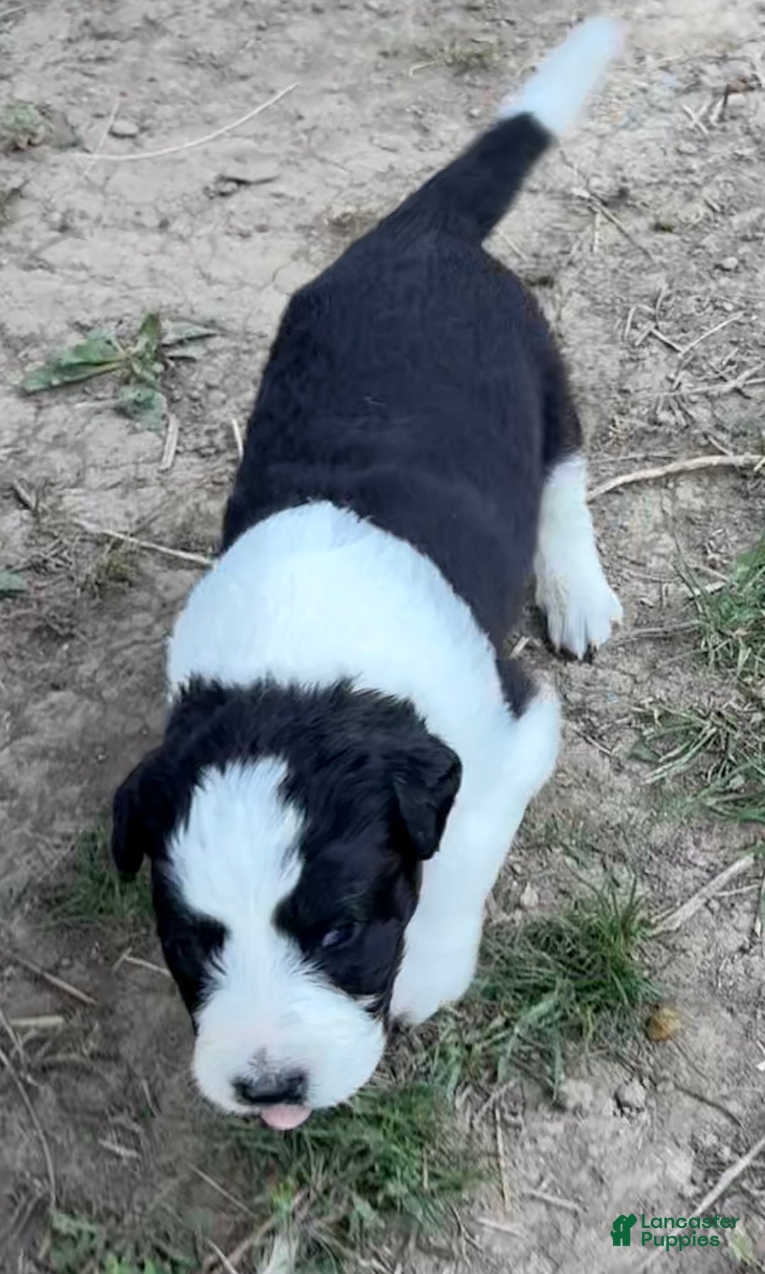 Mixed Breed dogs for sale: Thing - Ad 5