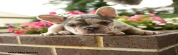 French Bulldog dogs for sale: Petunia - Ad 2