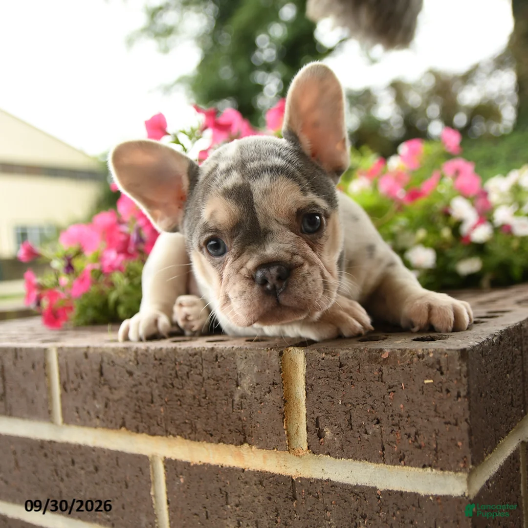 French Bulldog dogs for sale: Petunia - Ad 2