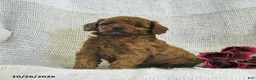 Cockapoo dogs for sale: Cuddles - Ad 3