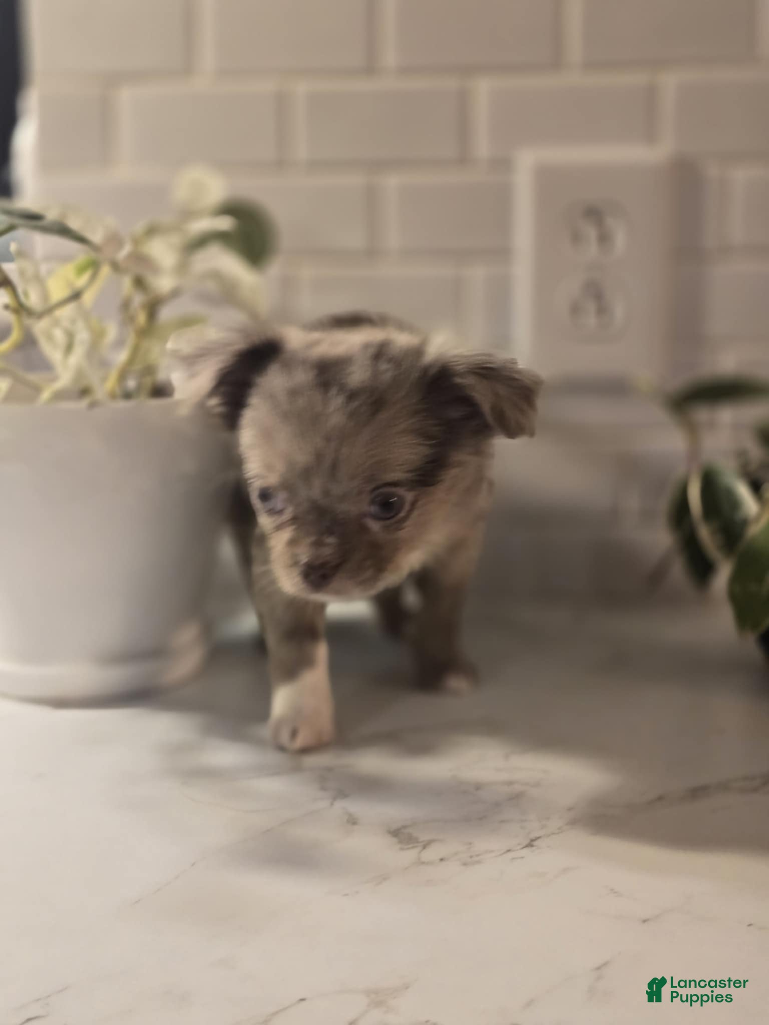 Chihuahua dogs jake - Ad 41