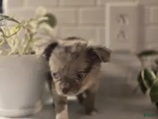 Chihuahua dogs jake - Ad 41