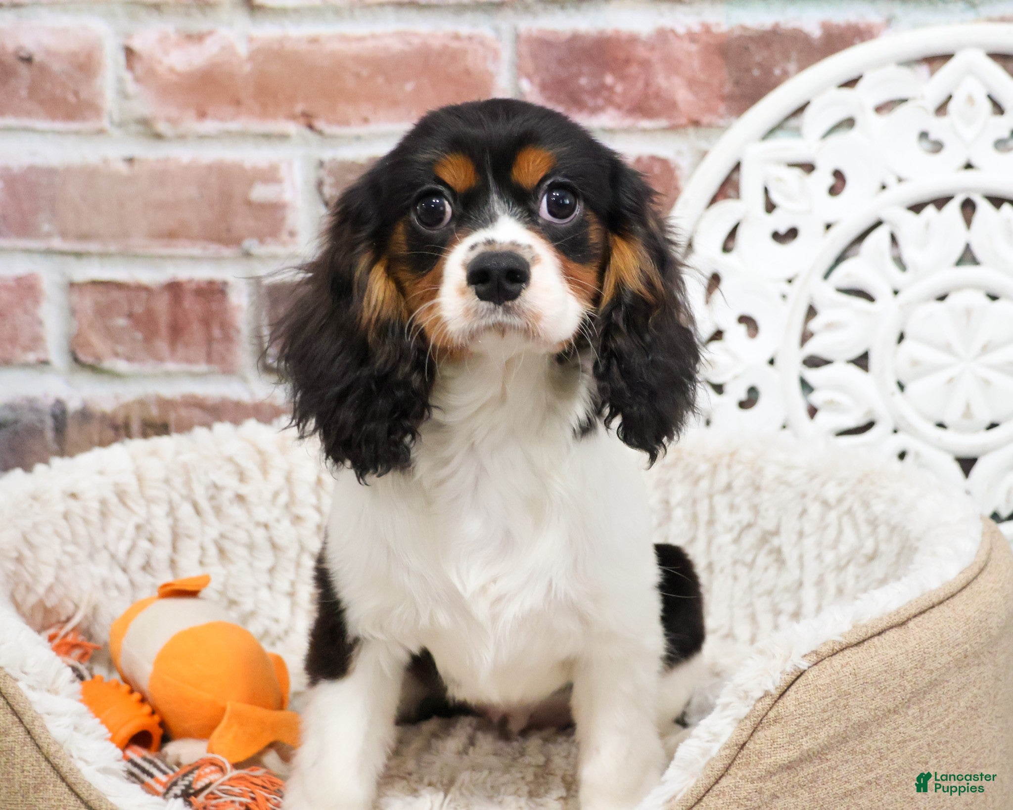 Cavalier King Charles Spaniel dogs Keeter - Ad 37