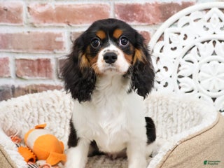 Cavalier King Charles Spaniel dogs Keeter - Ad 7
