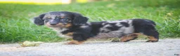 Miniature Dachshund dogs for sale: Blue Miniature Dachshund  - Ad 4
