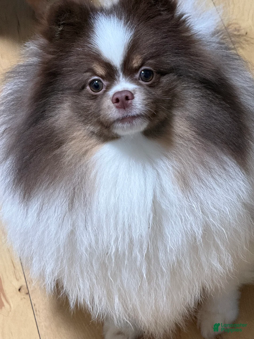 Pomeranian dogs for sale: Pomeranian Puppy 1 - Ad 7