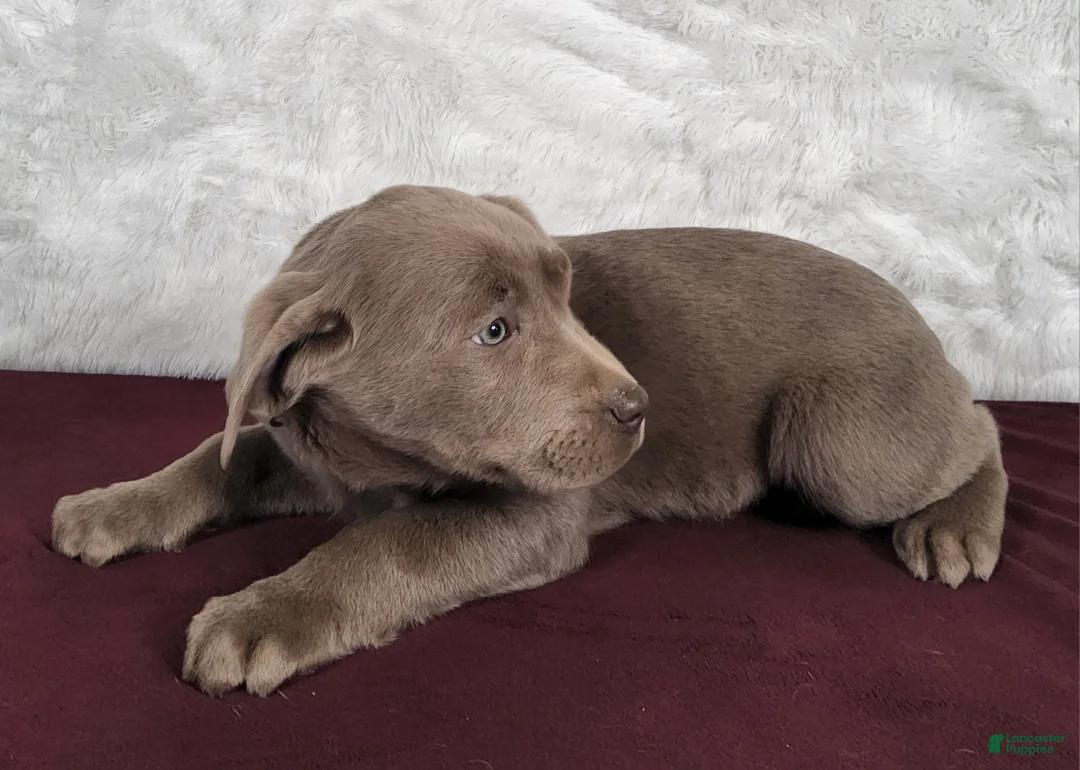 Labrador Retriever dogs for sale: Mitzi - Ad 4