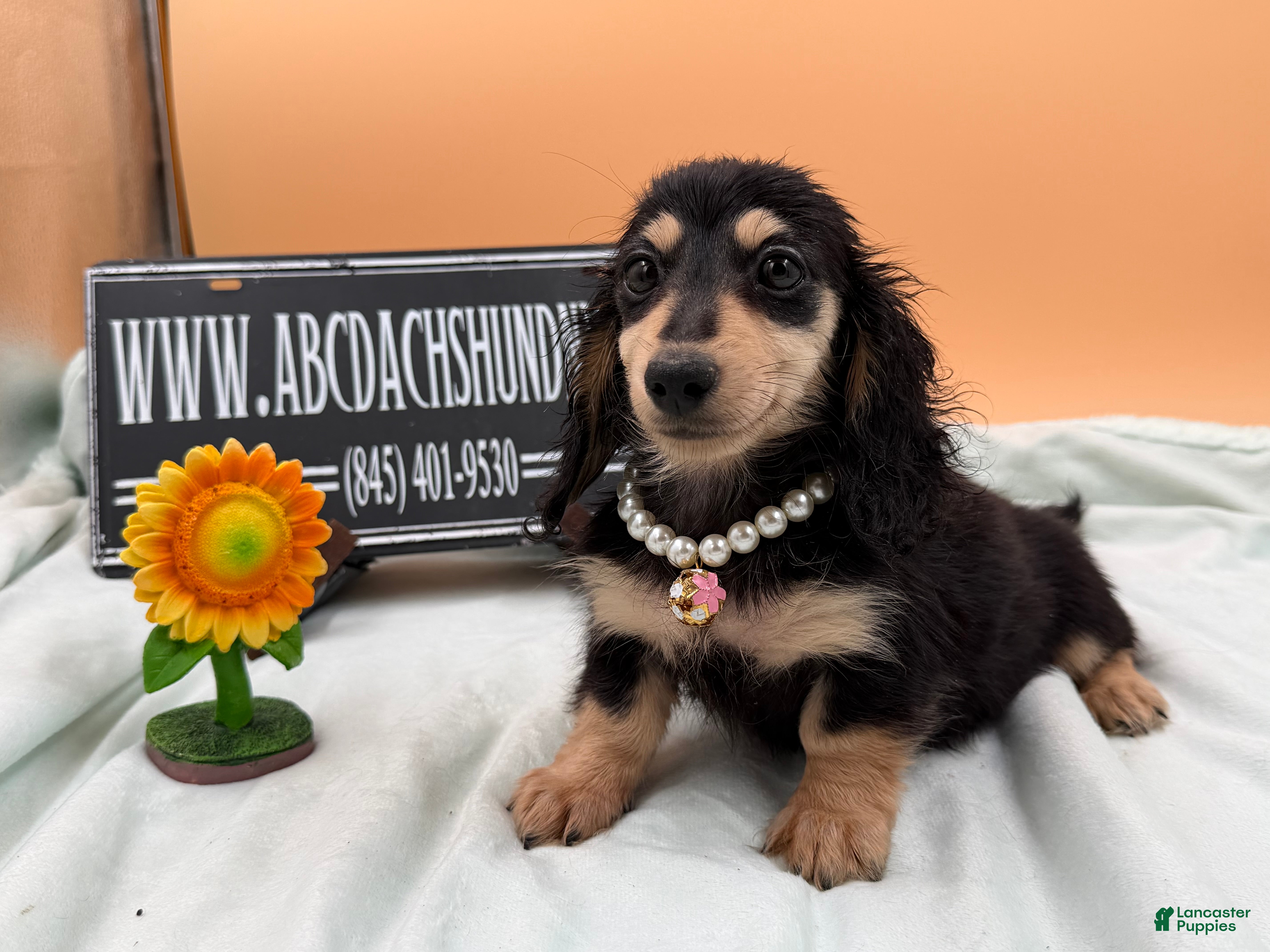 Miniature Dachshund dogs Carrie’s chocolate  will be 6 lbs- Sale - Ad 24