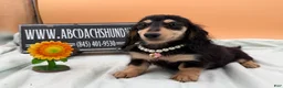 Miniature Dachshund dogs for sale: Carrie’s chocolate  will be 6 lbs- Sale - Ad 1