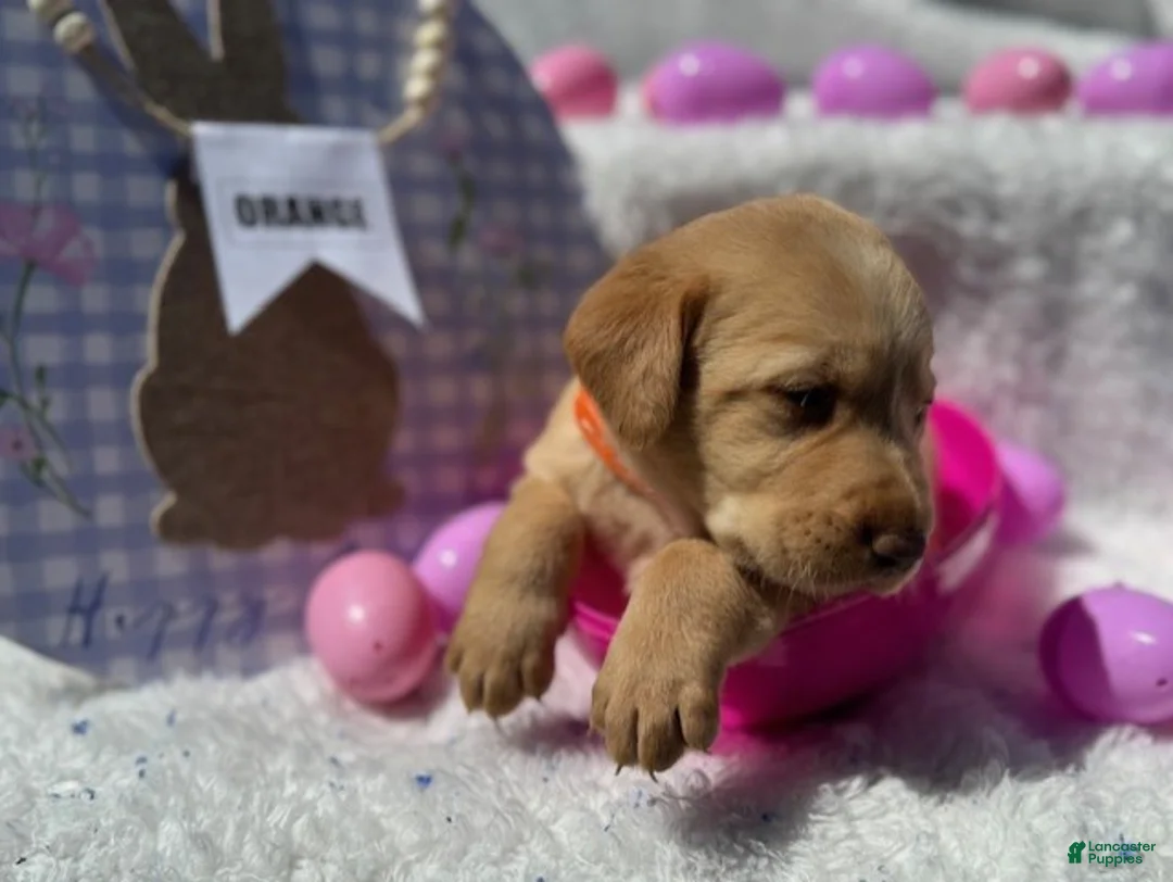 Labrador Retriever dogs for sale: Orange Collar Female - Ad 1