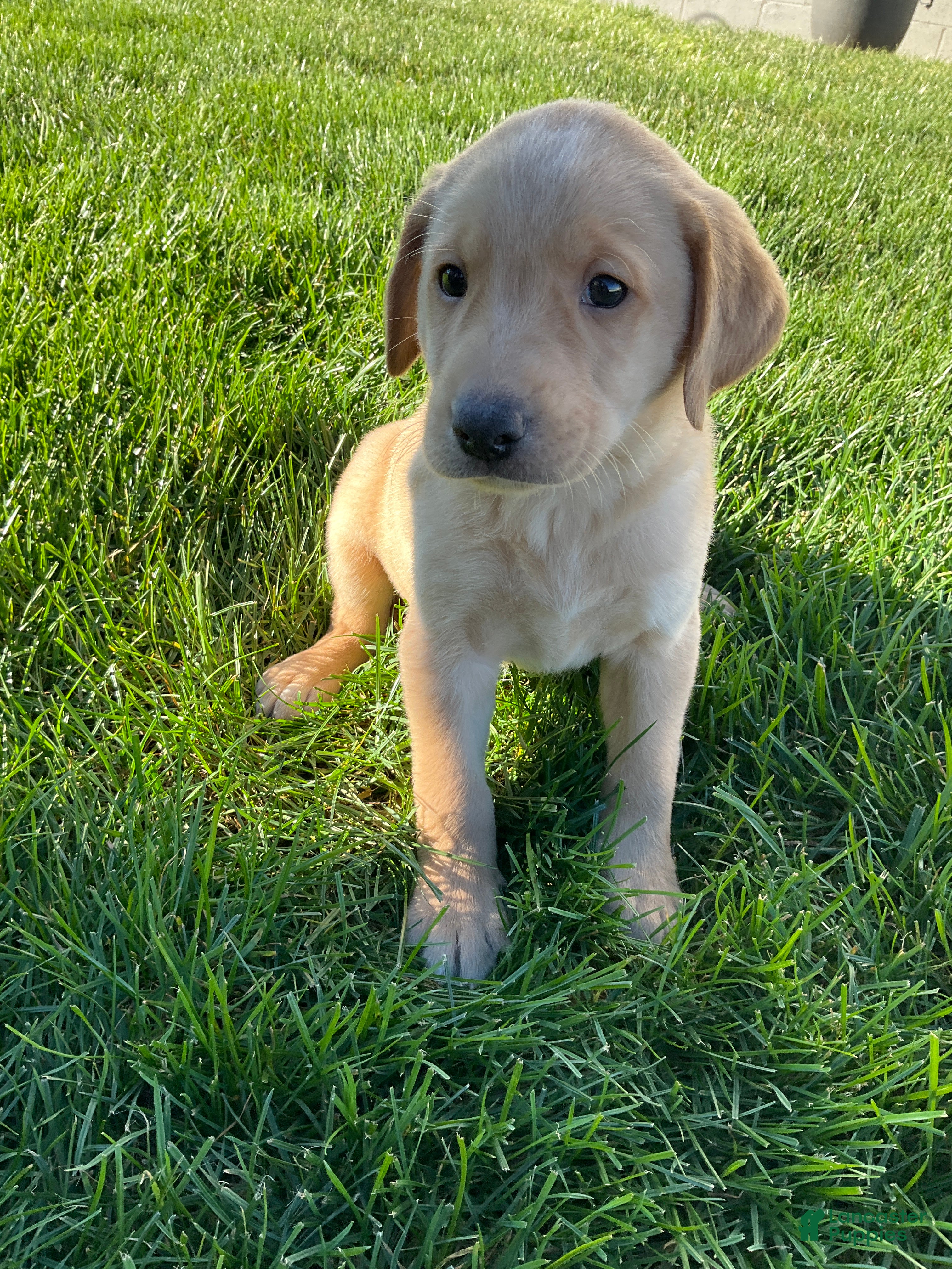 Labrador Retriever dogs Brody - Ad 1
